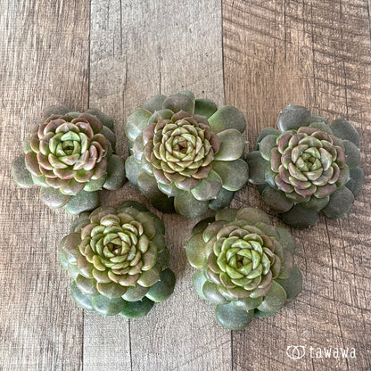 ＊新入荷＊　クレープ②（チャンヒー農園苗）