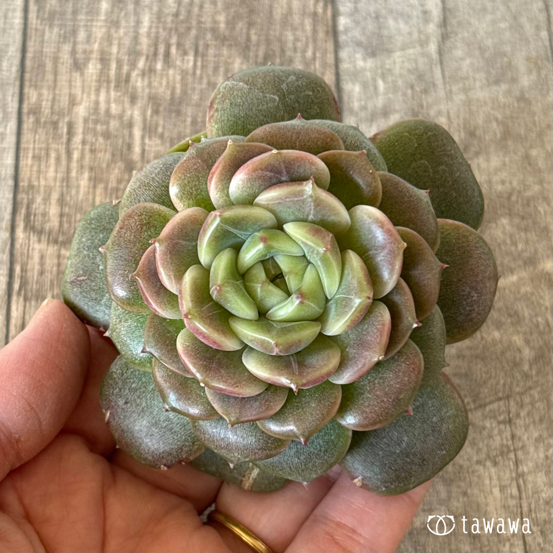 New Arrivals: Ice Green