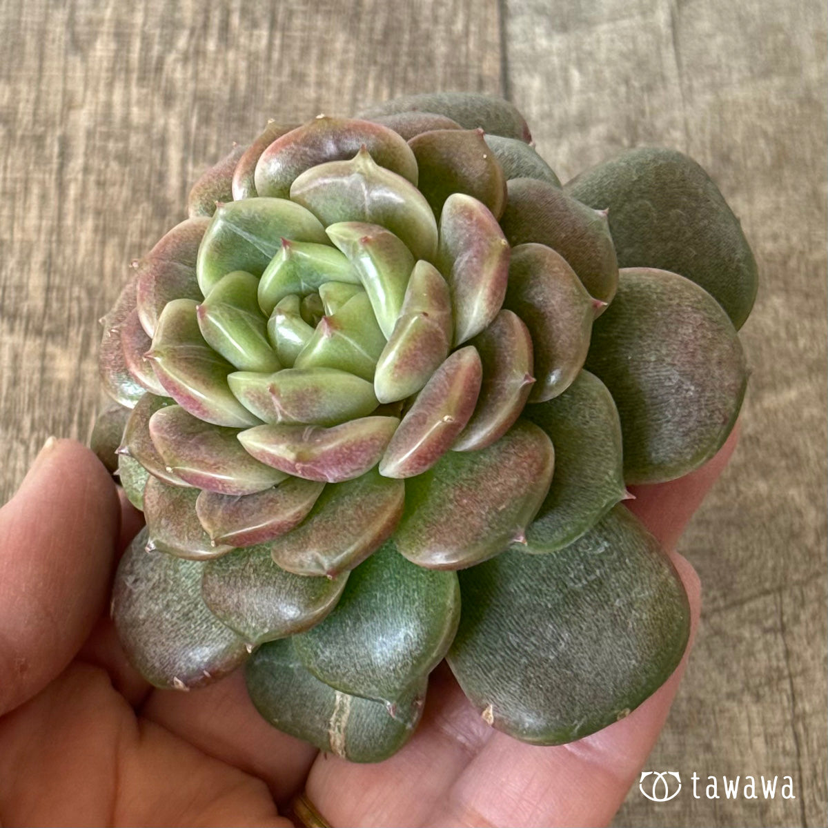 ＊新入荷＊　クレープ②（チャンヒー農園苗）