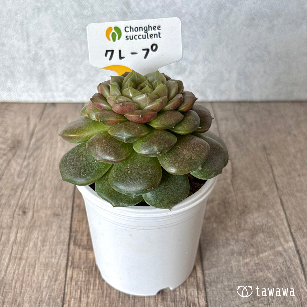 ＊新入荷＊　クレープ②（チャンヒー農園苗）