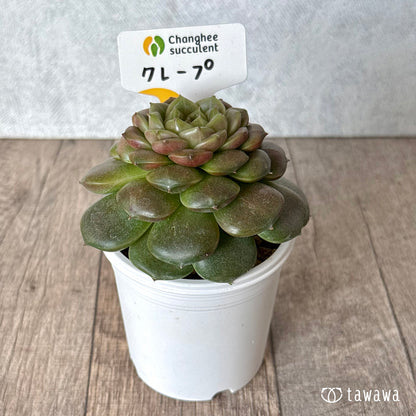 ＊新入荷＊　クレープ②（チャンヒー農園苗）