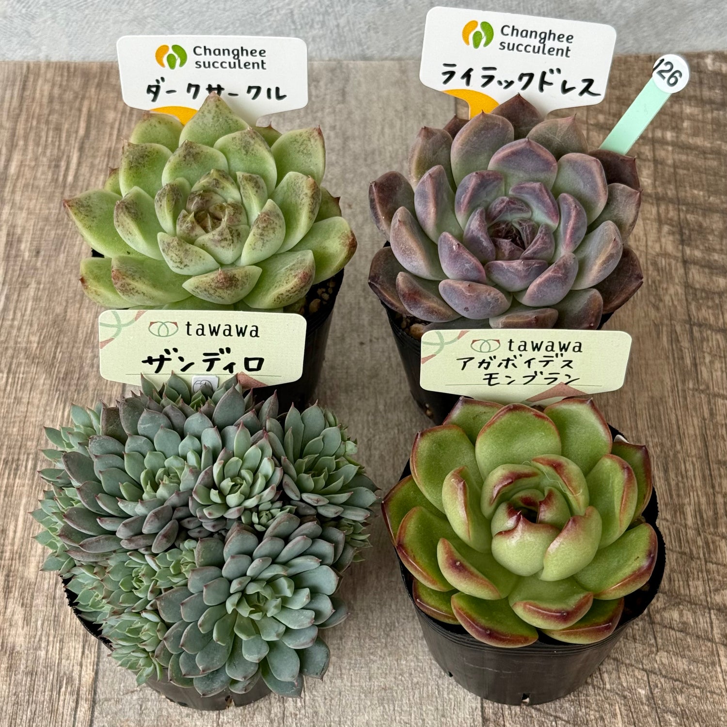 6-seedling set (Chanhee Farm) [Tawawa House seedlings]