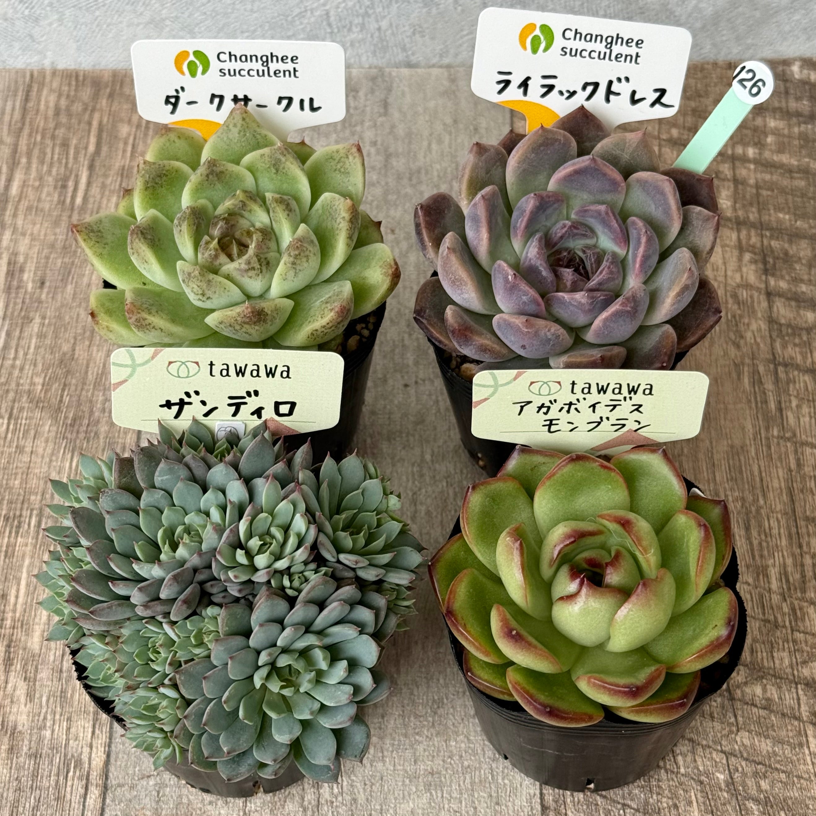6-seedling set (Chanhee Farm) [Tawawa House seedlings]