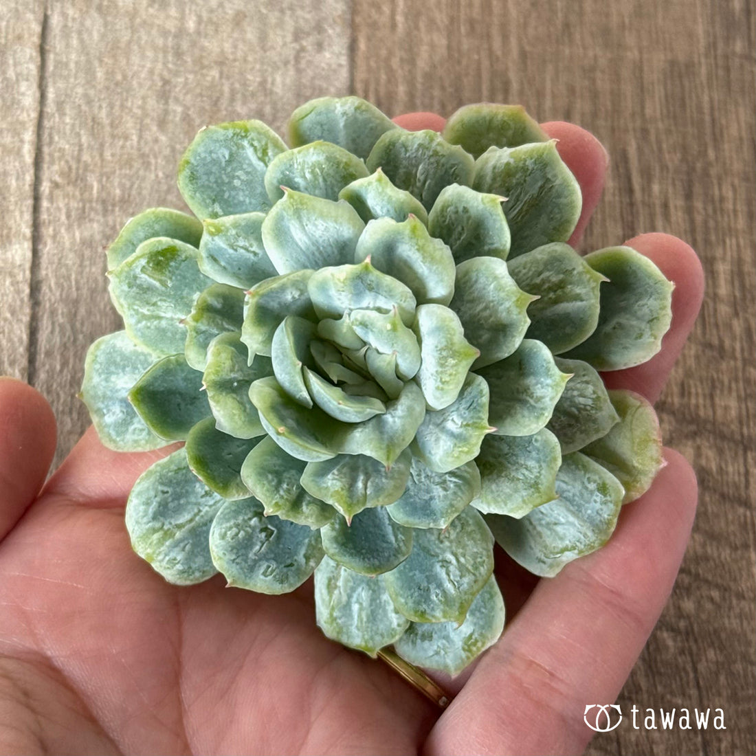 ＊新入荷＊　ゴーストドレス①（チャンヒー農園苗）