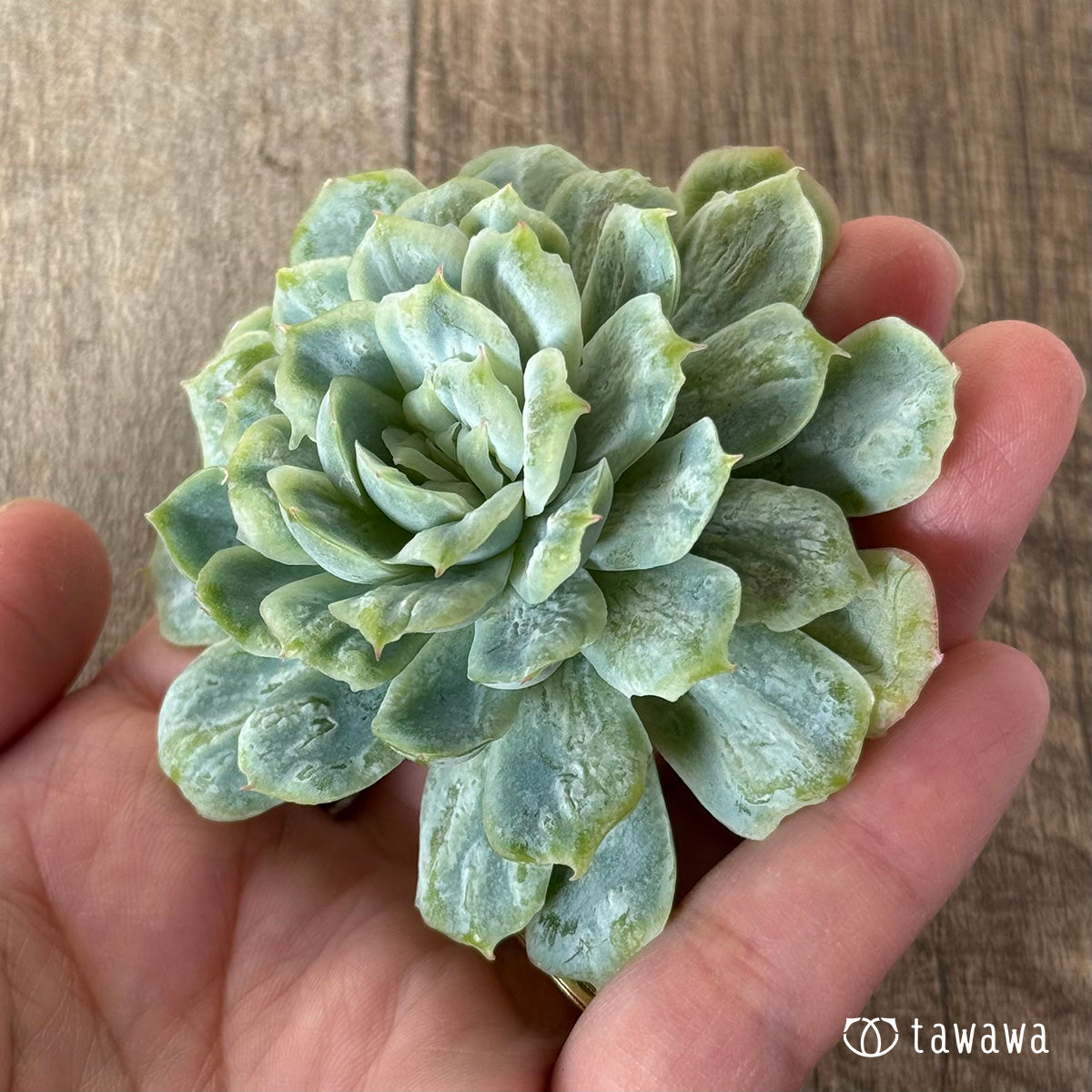 ＊新入荷＊　ゴーストドレス①（チャンヒー農園苗）