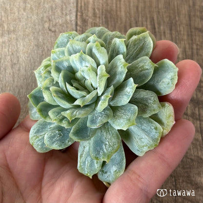 ＊新入荷＊　ゴーストドレス①（チャンヒー農園苗）