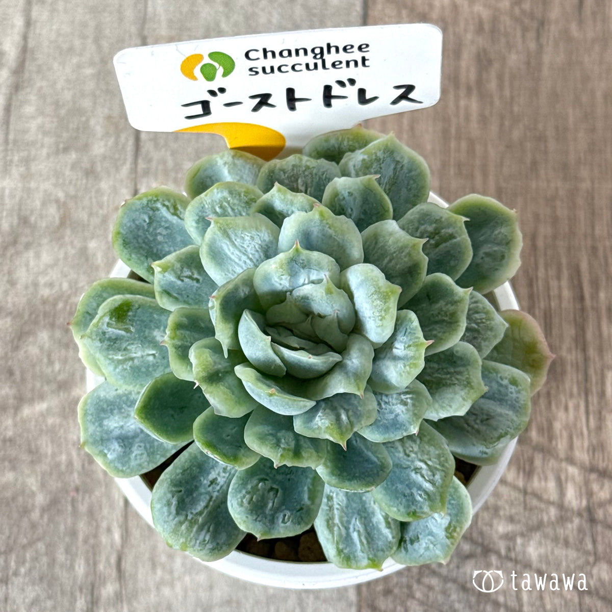 ＊新入荷＊　ゴーストドレス①（チャンヒー農園苗）