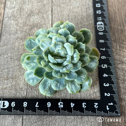 ＊新入荷＊　ゴーストドレス①（チャンヒー農園苗）