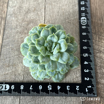 ＊新入荷＊　ゴーストドレス②（チャンヒー農園苗）