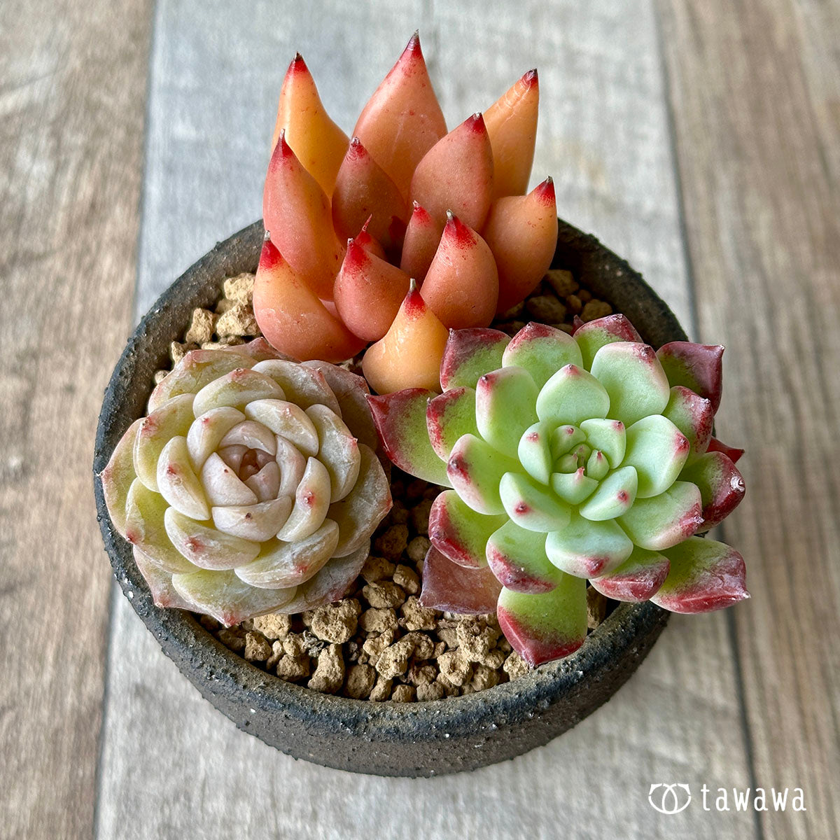 [Sold Out] 1129 sets (Changxi Farm seedlings)