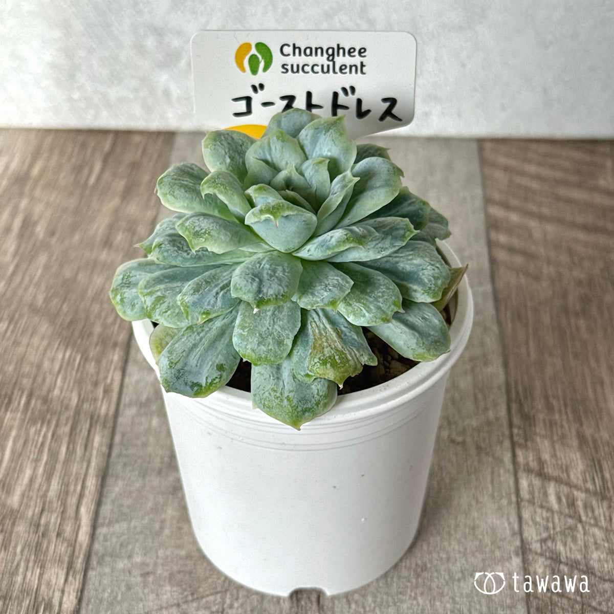 ＊新入荷＊　ゴーストドレス②（チャンヒー農園苗）