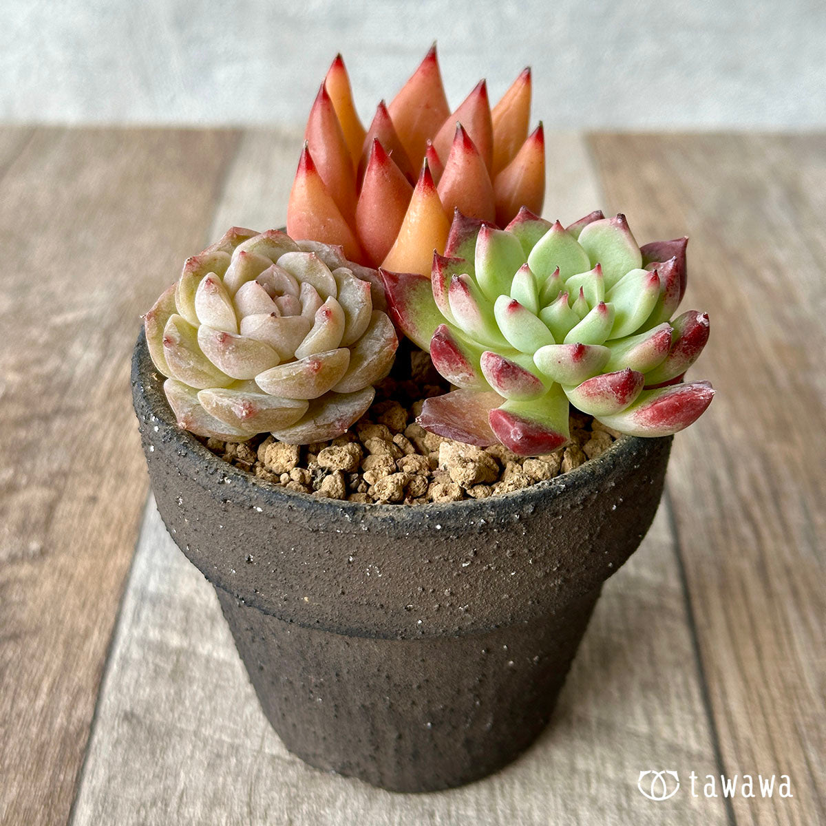 [Sold Out] 1129 sets (Changxi Farm seedlings)