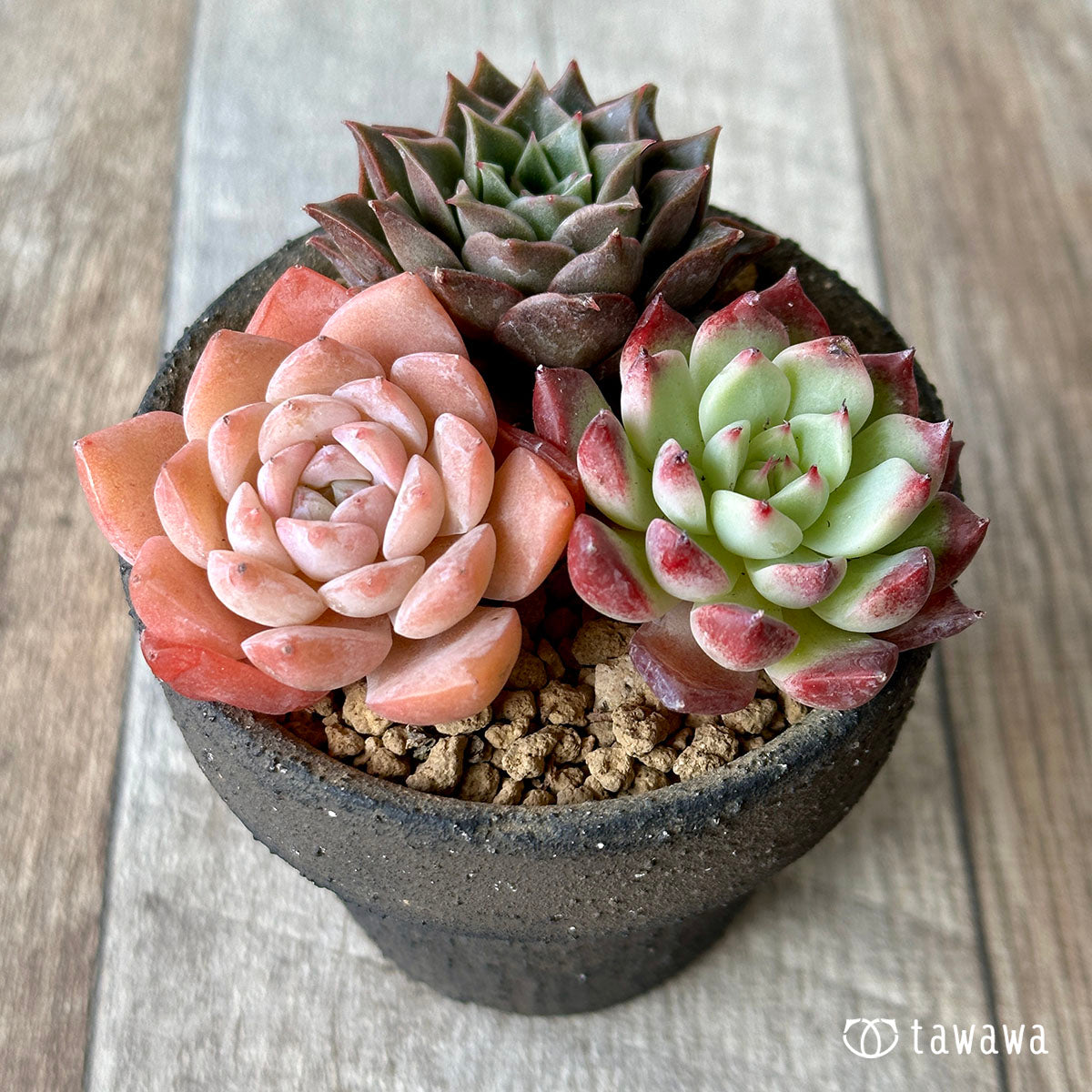 [Sold Out] 1129 sets (Changxi Farm seedlings)