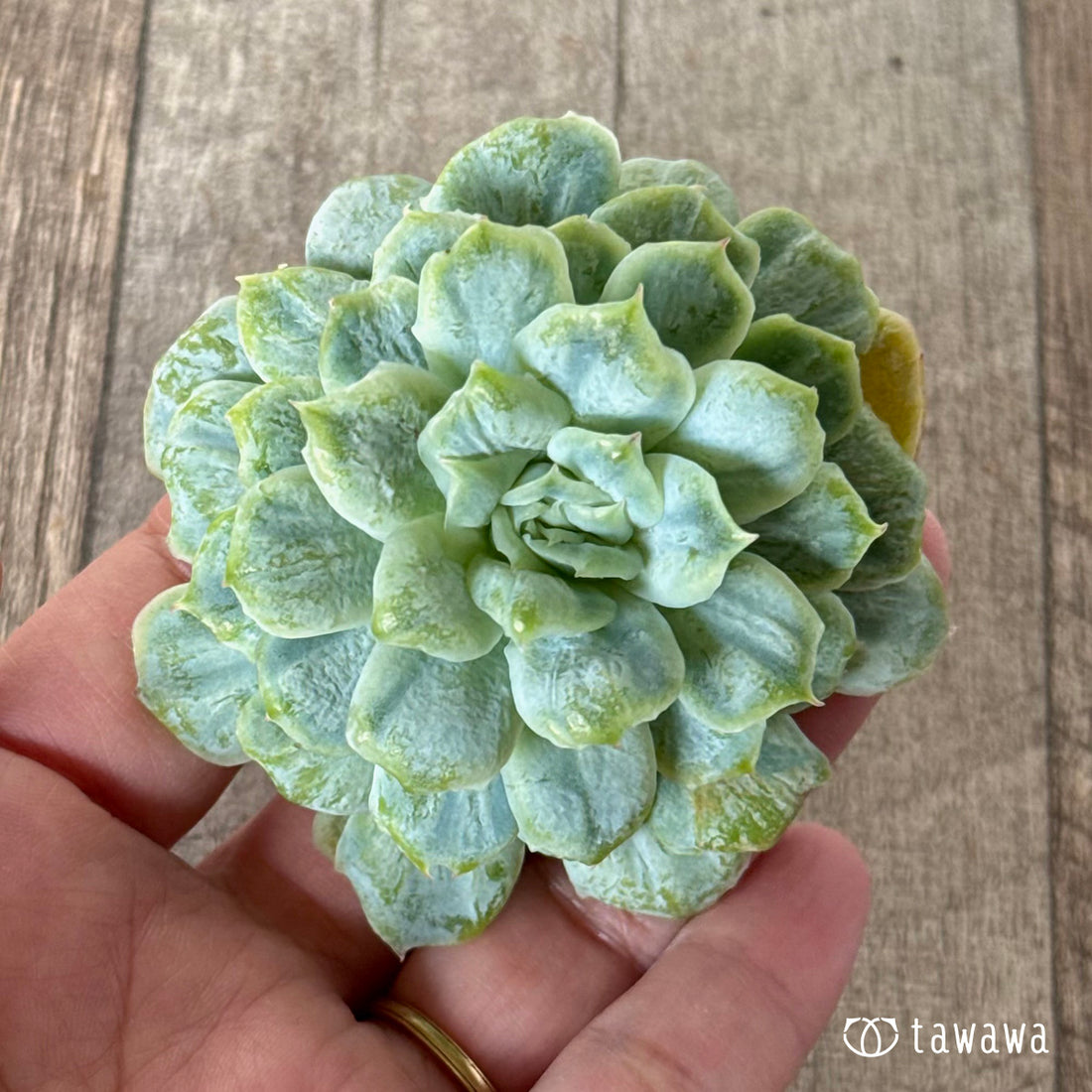 New Arrivals: Ice Green