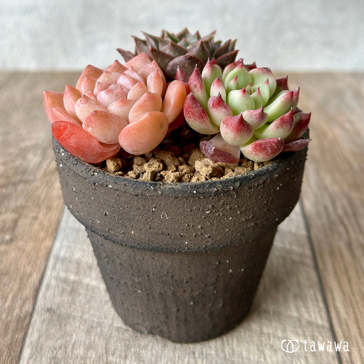[Sold Out] 1129 sets (Changxi Farm seedlings)