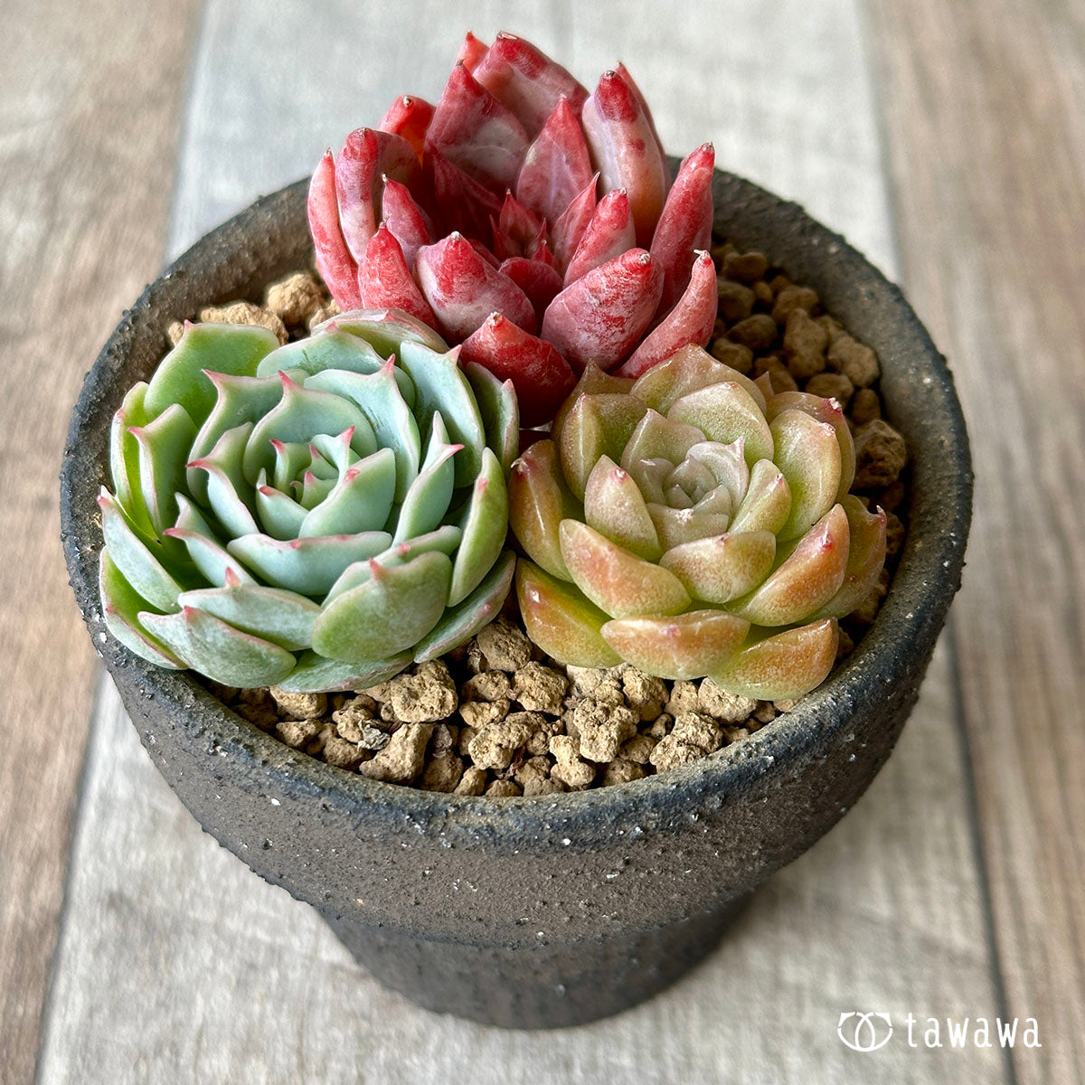 [Sold Out] 1129 sets (Changxi Farm seedlings)