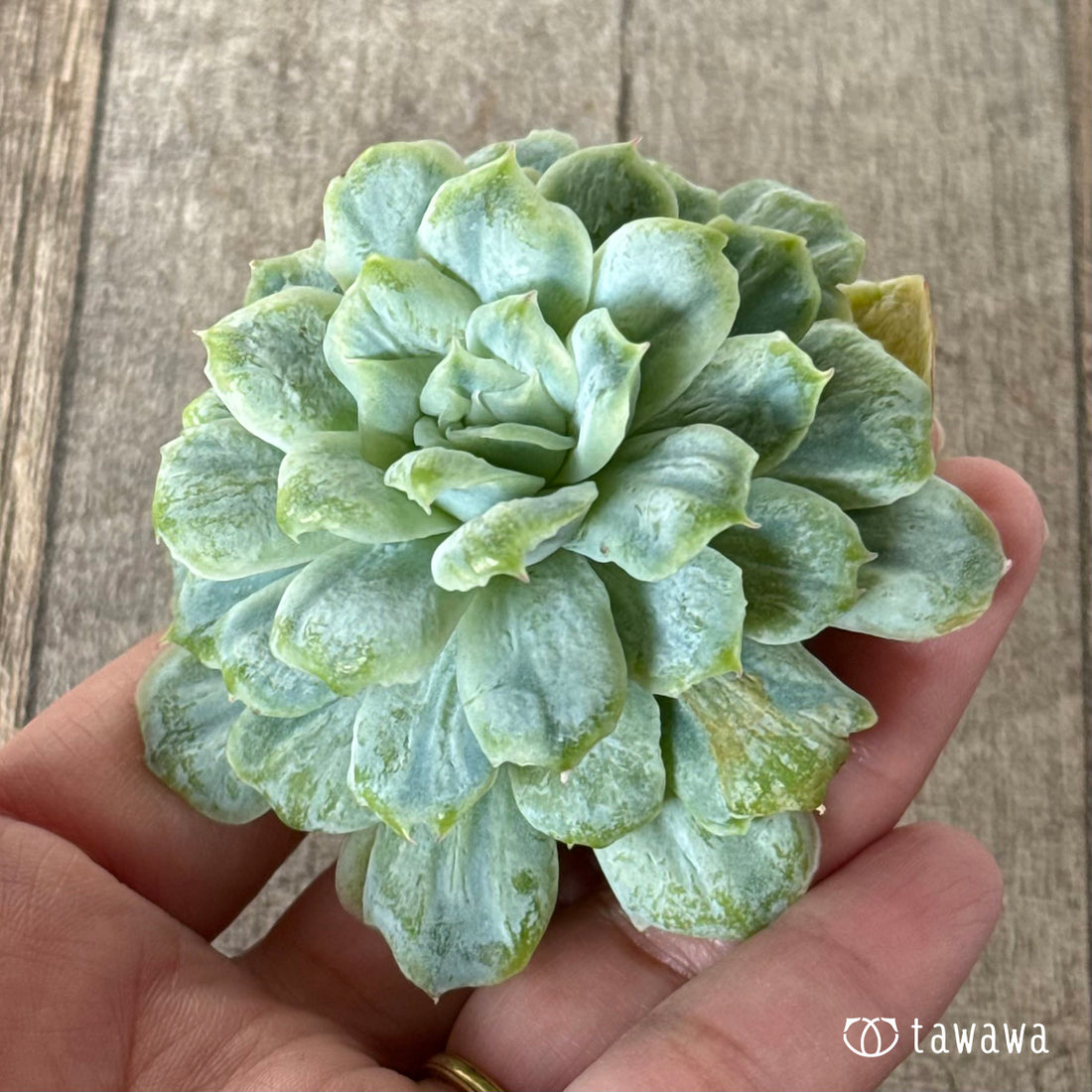 ＊新入荷＊　ゴーストドレス②（チャンヒー農園苗）