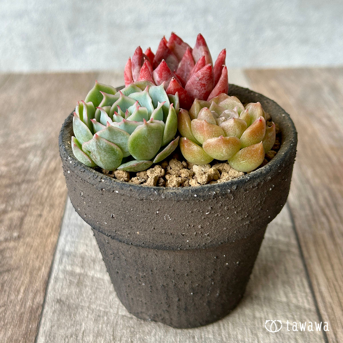 [Sold Out] 1129 sets (Changxi Farm seedlings)