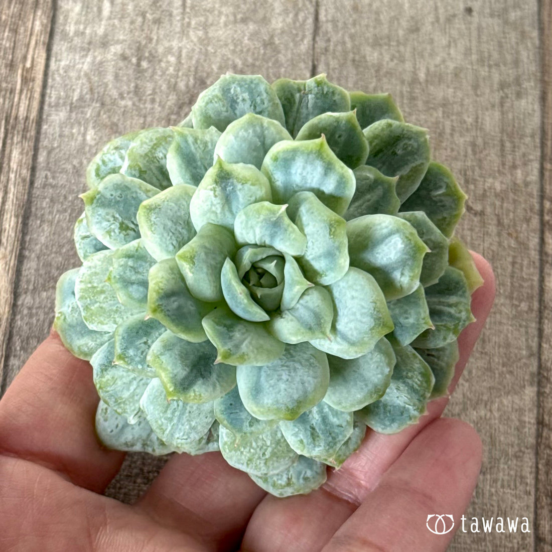 New Arrivals: Ice Green