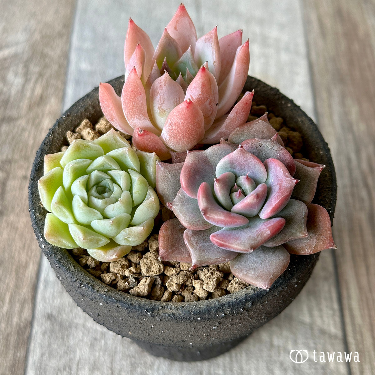 [Sold Out] 1129 sets (Changxi Farm seedlings)