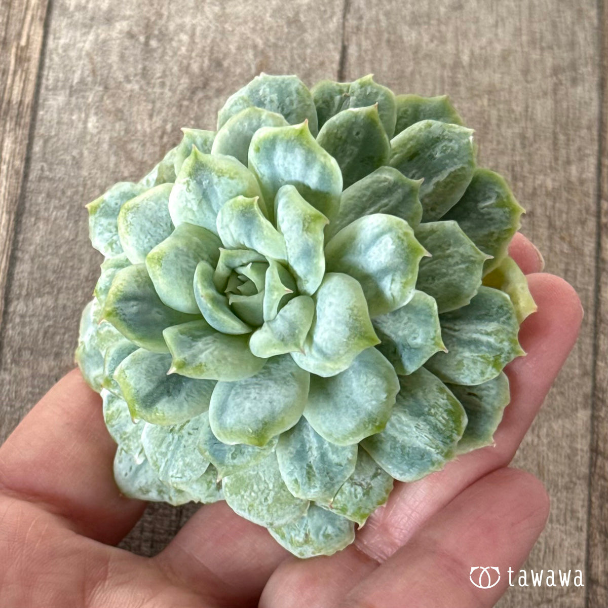 ＊新入荷＊　ゴーストドレス③（チャンヒー農園苗）