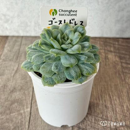 ＊新入荷＊　ゴーストドレス③（チャンヒー農園苗）