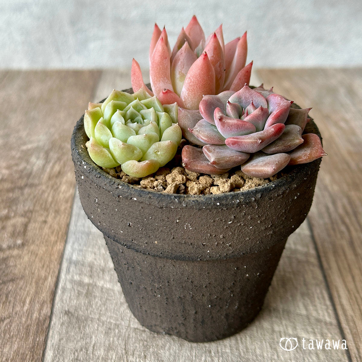 [Sold Out] 1129 sets (Changxi Farm seedlings)