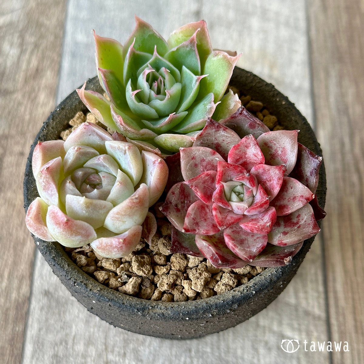[Sold Out] 1129 sets (Changxi Farm seedlings)