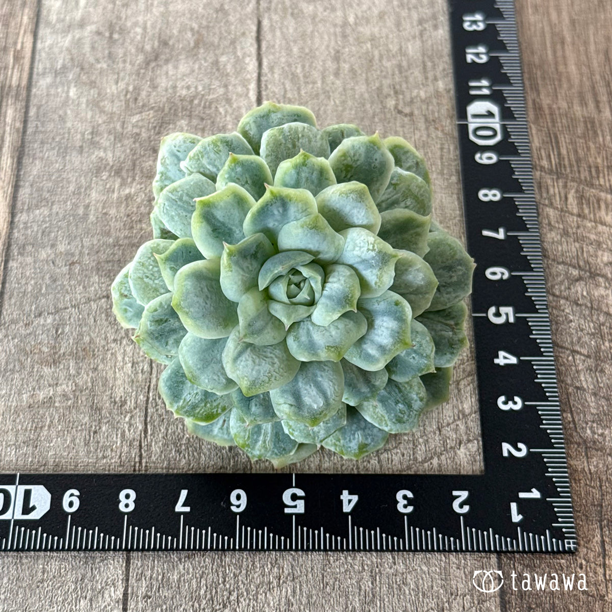 ＊新入荷＊　ゴーストドレス③（チャンヒー農園苗）