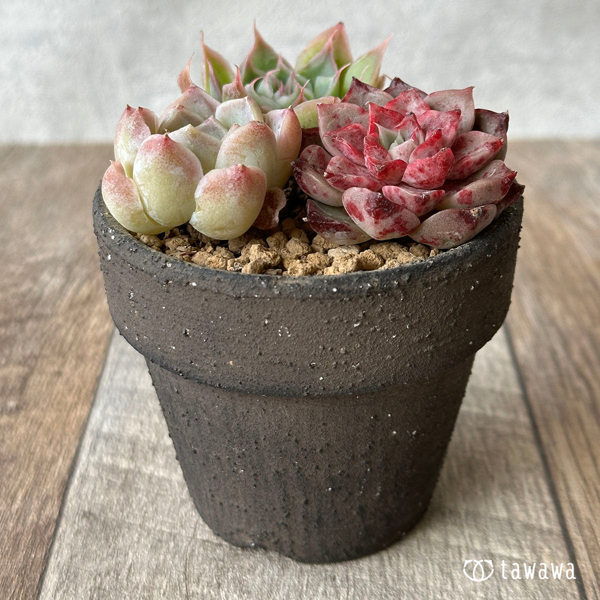 [Sold Out] 1129 sets (Changxi Farm seedlings)