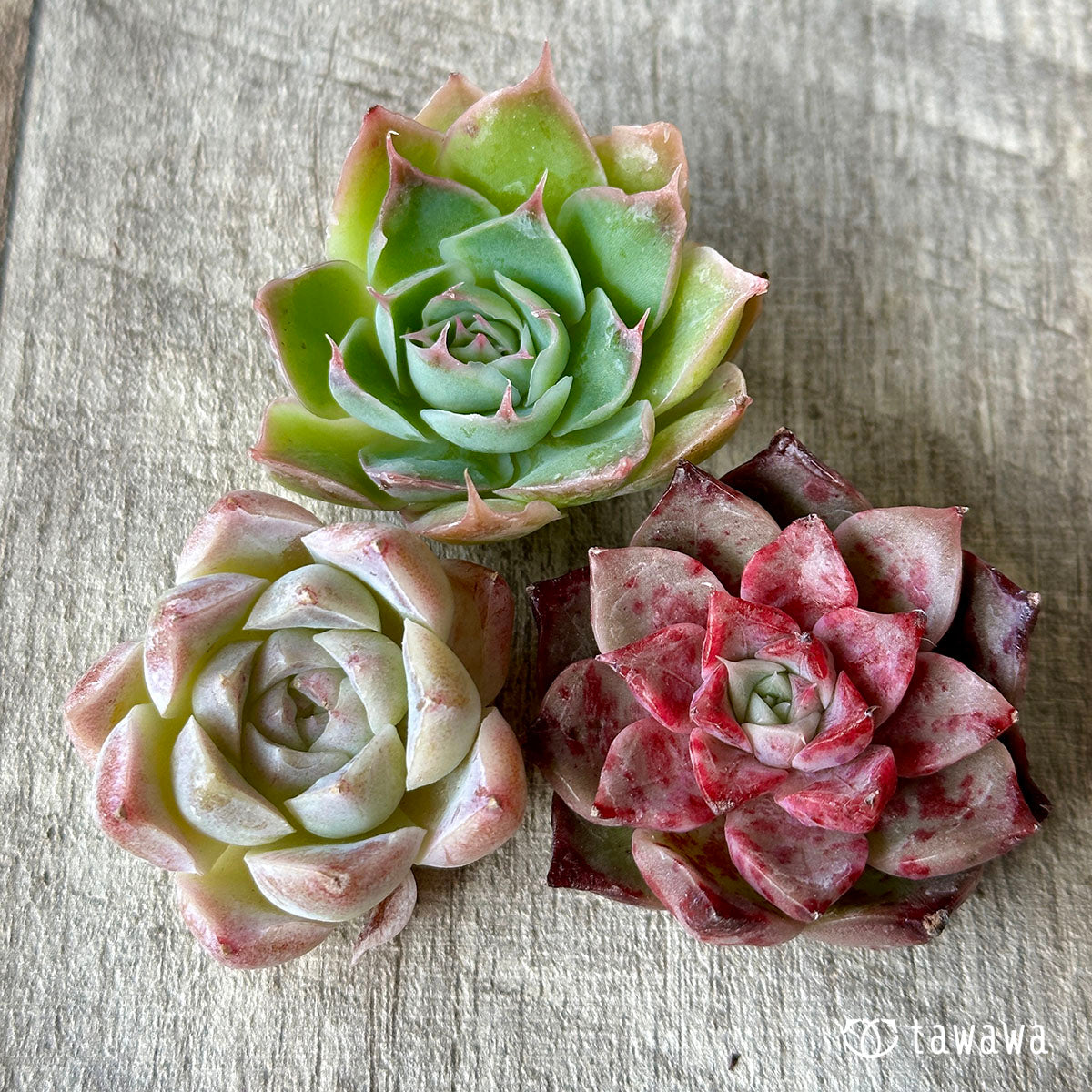 [Sold Out] 1129 sets (Changxi Farm seedlings)
