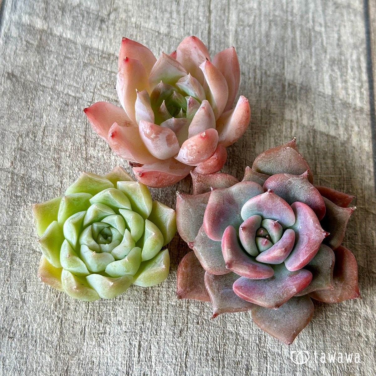 [Sold Out] 1129 sets (Changxi Farm seedlings)
