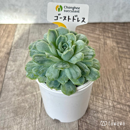 ＊新入荷＊　ゴーストドレス④（チャンヒー農園苗）