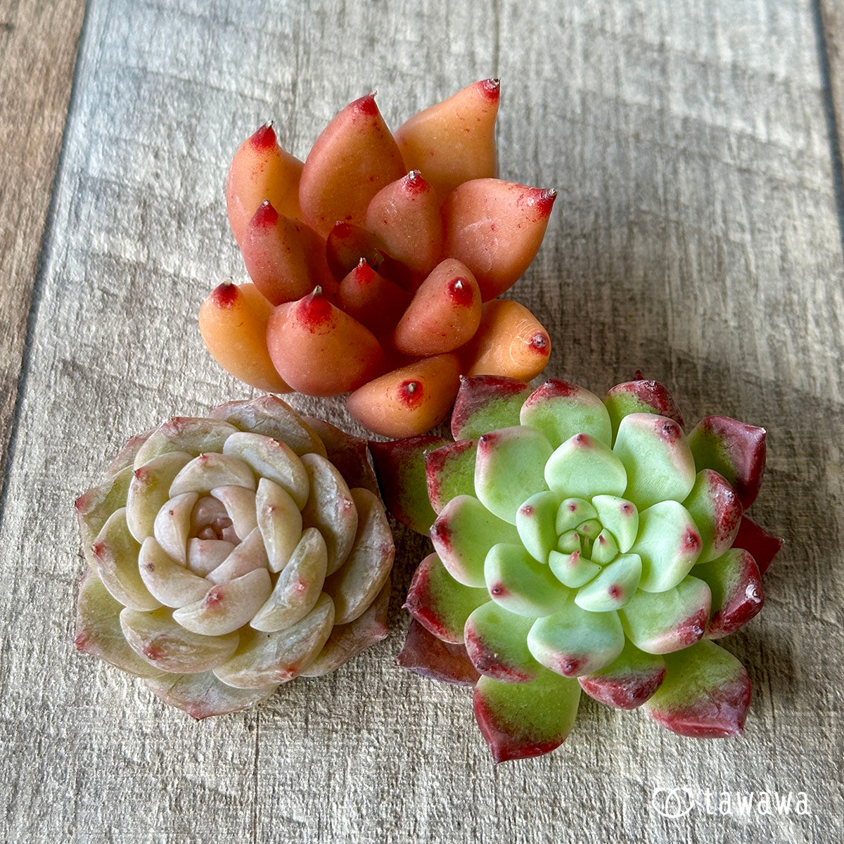 [Sold Out] 1129 sets (Changxi Farm seedlings)