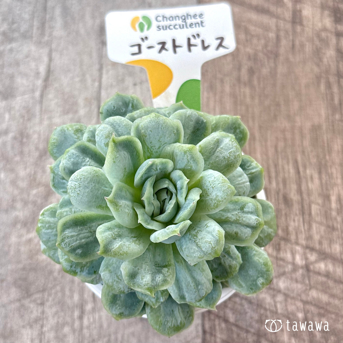 ＊新入荷＊　ゴーストドレス④（チャンヒー農園苗）