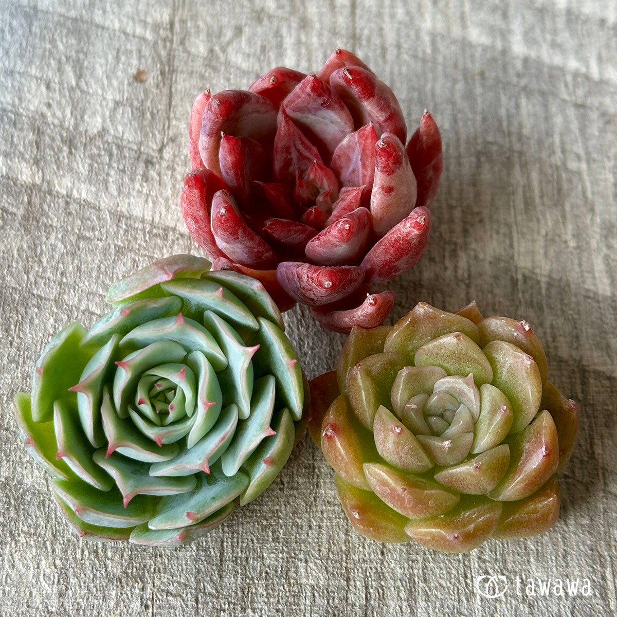 [Sold Out] 1129 sets (Changxi Farm seedlings)