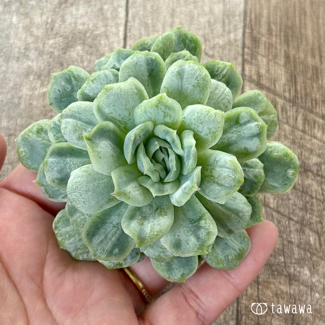 New Arrivals: Ice Green