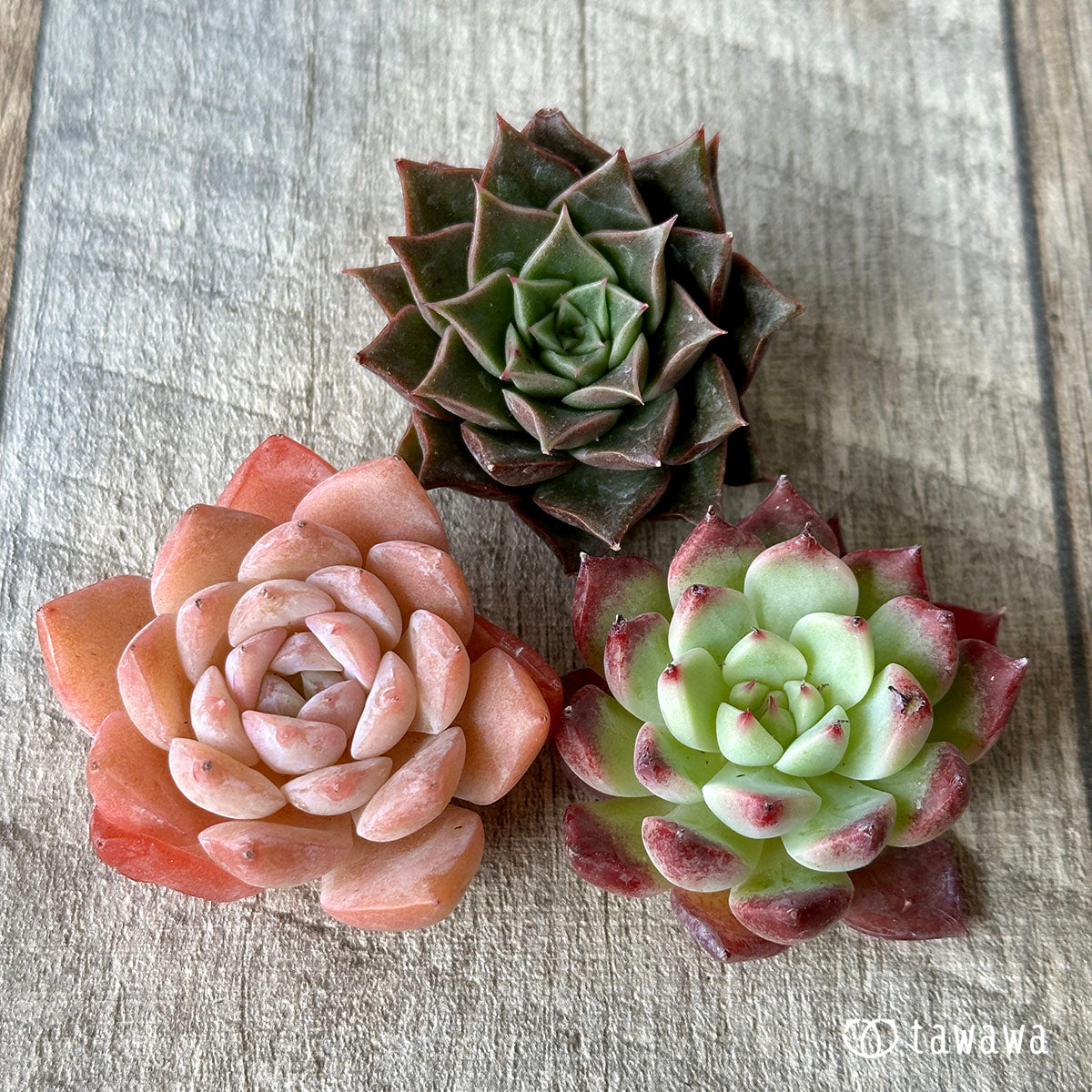 [Sold Out] 1129 sets (Changxi Farm seedlings)