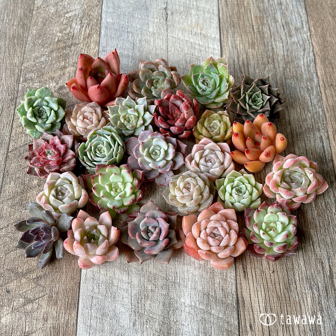 【売り切れ】1129セット(チャンヒー農園苗)