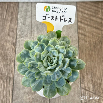 ＊新入荷＊　ゴーストドレス⑤（チャンヒー農園苗）