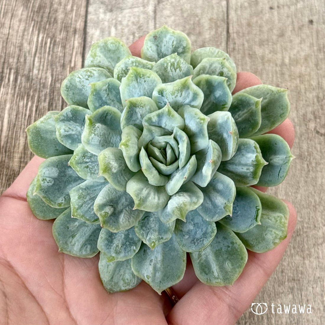 ＊新入荷＊　ゴーストドレス⑤（チャンヒー農園苗）