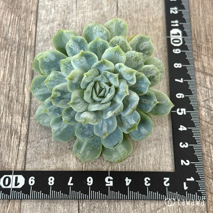 ＊新入荷＊　ゴーストドレス⑤（チャンヒー農園苗）