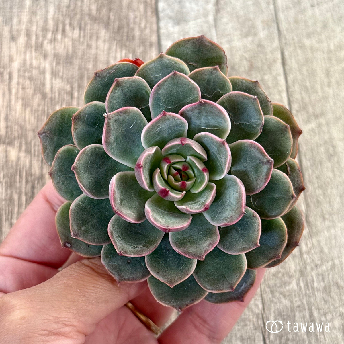 New Arrivals: Ice Green