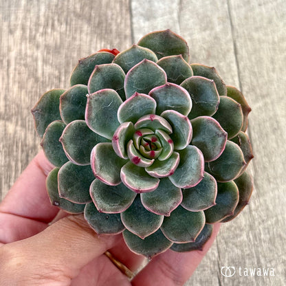 ＊新入荷＊　サンタルイス（チャンヒー農園苗）