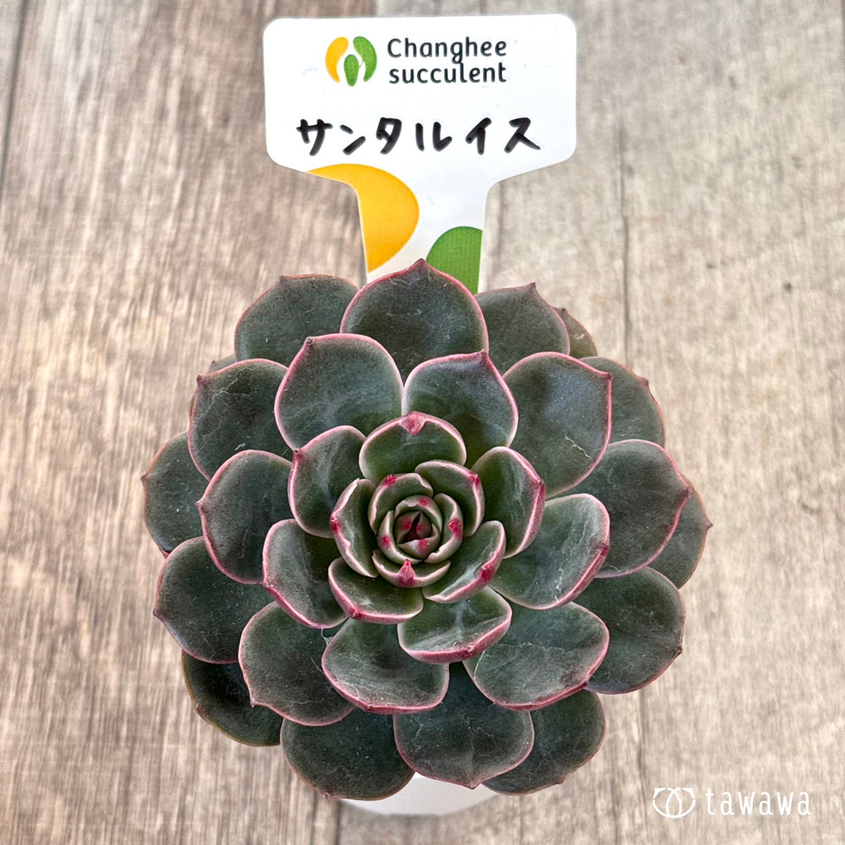 ＊新入荷＊　サンタルイス（チャンヒー農園苗）