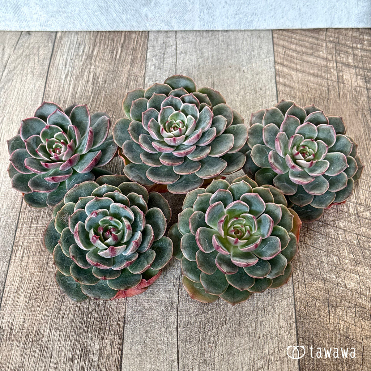 New Arrivals: Ice Green