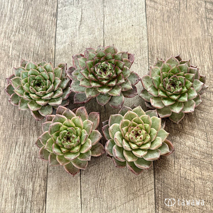 ＊新入荷＊　ソウルクラウン（チャンヒー農園苗）