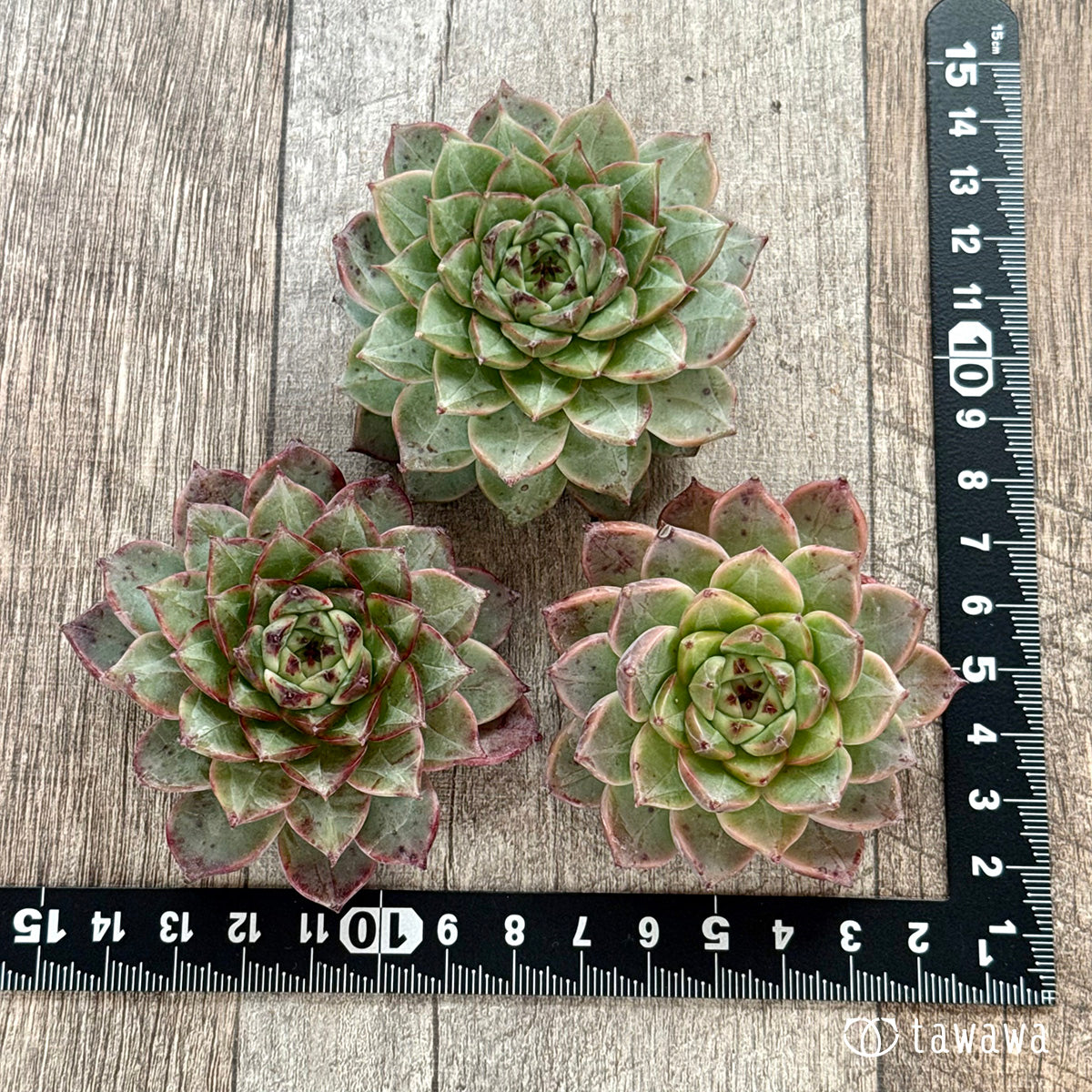 ＊新入荷＊　ソウルクラウン（チャンヒー農園苗）