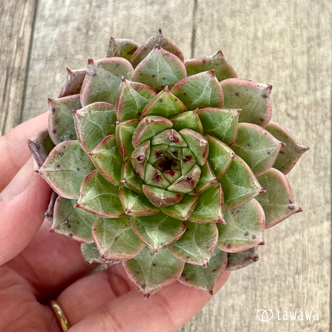 New Arrivals: Ice Green