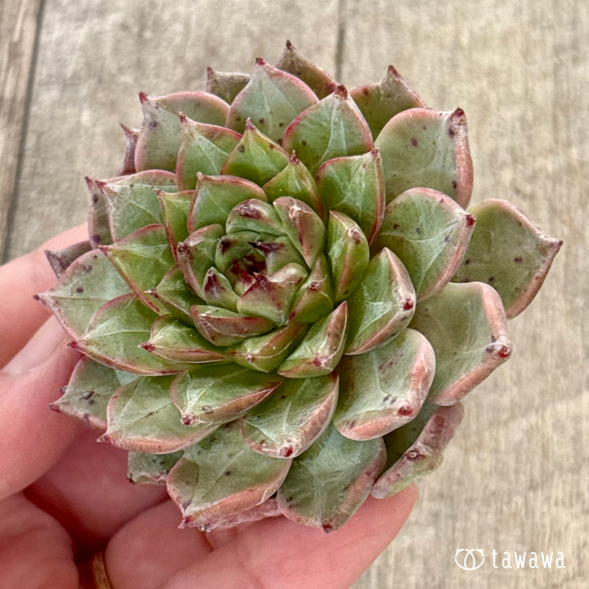 【新入荷】エケべリア　韓国苗　ソウルクラウン 中苗　多肉植物 　s_6106 新入荷＊ ソウルクラウン（チャンヒー農園苗） – 多肉植物の通販・販売